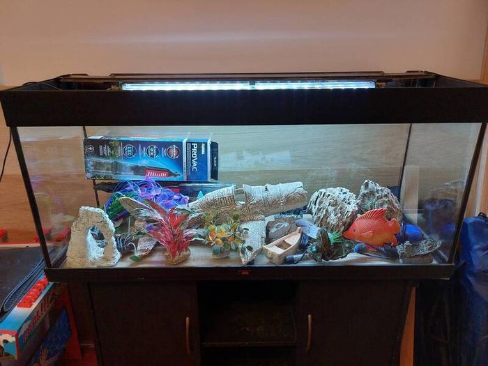 Juwel 240L fish tank