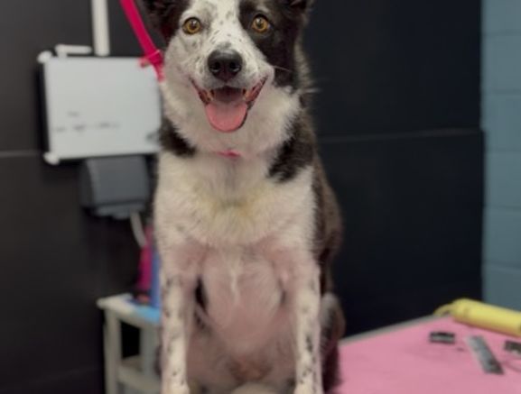 dog grooming
