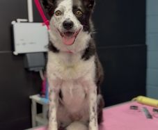 dog grooming