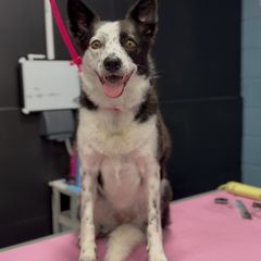 dog grooming