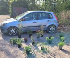 fantastic mature plants bundle