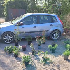 fantastic mature plants bundle