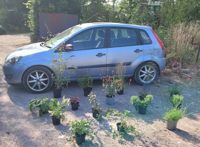 fantastic mature plants bundle