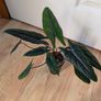Alocasia scalpum baby plants Image 2