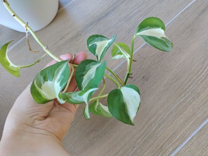 Manjula Pothos (Epipremnum aureum 'Manjula')
