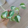 Manjula Pothos (Epipremnum aureum 'Manjula') Image 4