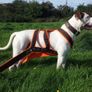 Dog weight pulling harness Image 3