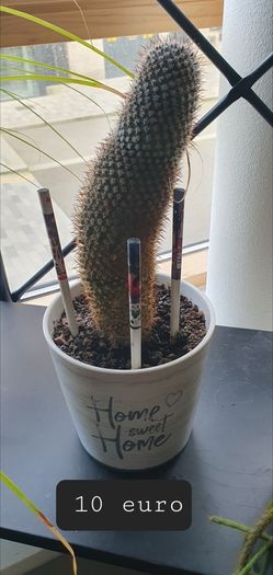 Indoor plants