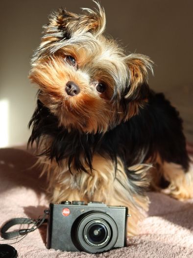 leica dlux 6