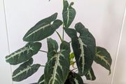 Syngonium Wendlandii Plant