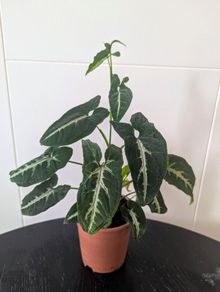 Syngonium Wendlandii Plant