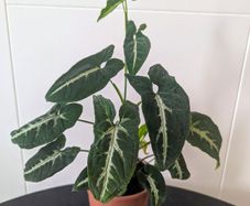 Syngonium Wendlandii Plant
