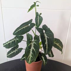 Syngonium Wendlandii Plant