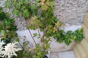 Acer palmatumn tree