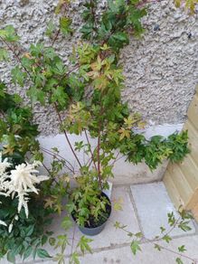 Acer palmatumn tree