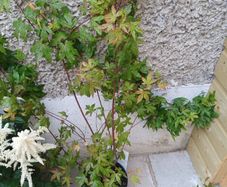 Acer palmatumn tree