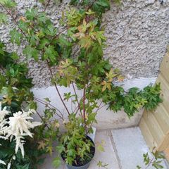 Acer palmatumn tree