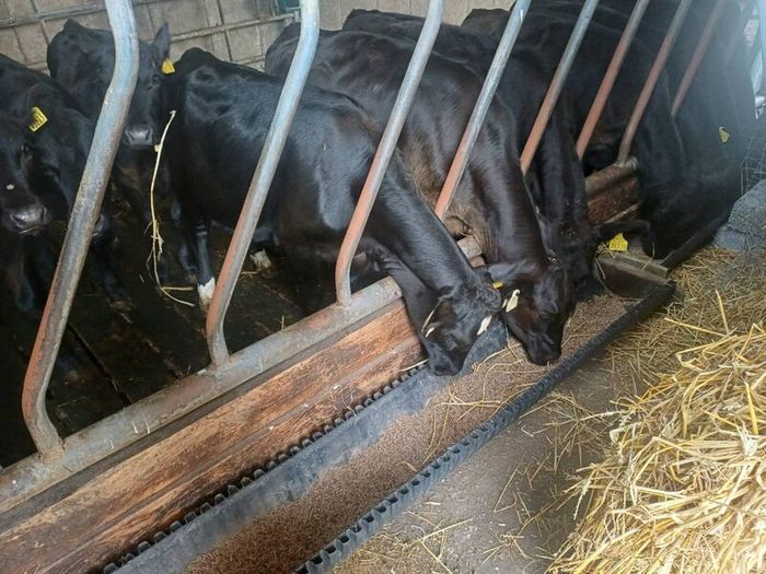 Angus weanlings