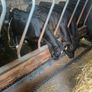 Angus weanlings Image 8