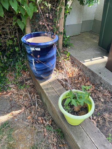 plant pots job lot