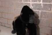 bbc earth gorilla soft toy