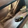 reptile Image 3