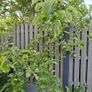 Free Trees / Shrubs Image 6