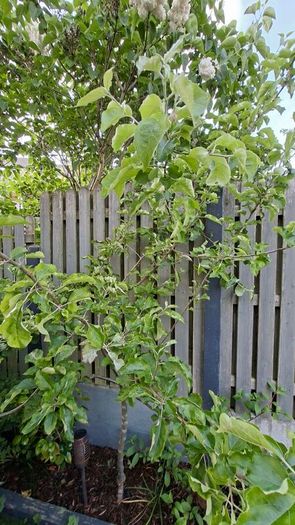 Free Trees / Shrubs