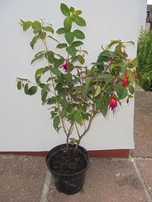 Large Fuchsia plant