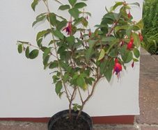 Large Fuchsia plant