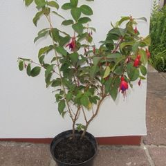 Large Fuchsia plant