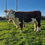 Pedigree Hereford Heifers and Bulls Image 3