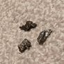 Meteorite Campo Del Cielo 3 pieces Image 4