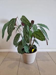 Fishbone Prayer Plant