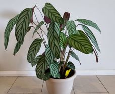 Fishbone Prayer Plant