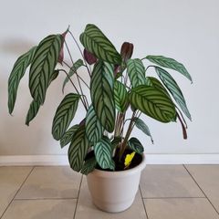 Fishbone Prayer Plant