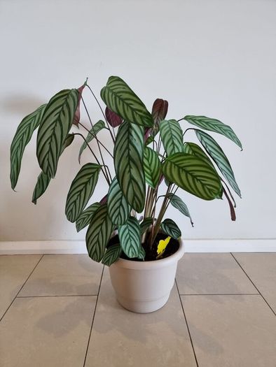 Fishbone Prayer Plant