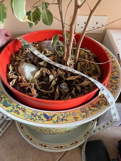 plant pots