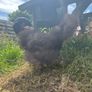 Chickens Image 2