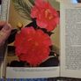 The Rhododendron and Camellia year book 1968. Image 7