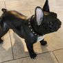 Caseys - Kare Design Black Bulldog Image 3
