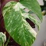 No.73 Monstera Albo Image 5
