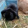 Rabbit Image 10