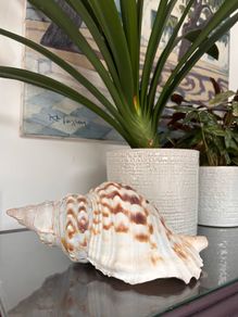 Large Conch