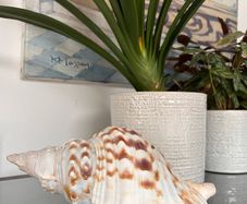 Large Conch