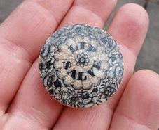 Vintage lip salve lid