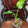 Philodendron Jose Buono Image 7