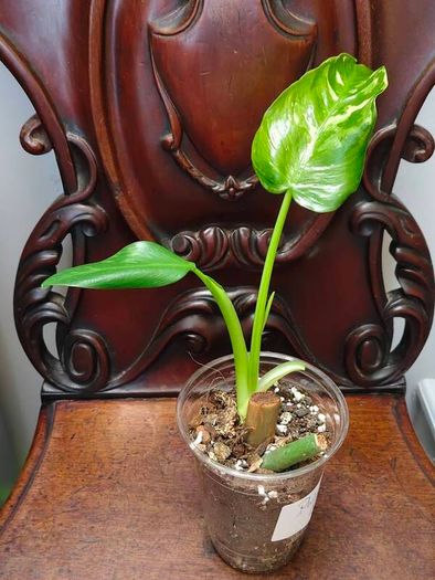 Philodendron Jose Buono