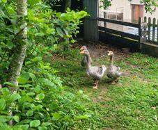 Toulouse Geese