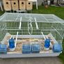 small bird cage Image 3